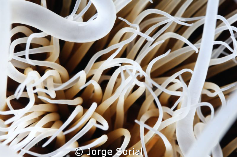 seArt - close up of a Dohrn's tube anemone by Jorge Sorial 