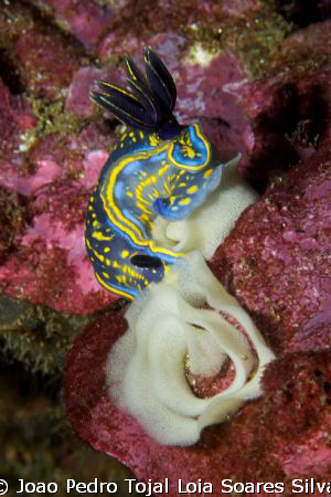 Hypselodoris cantabrica laying eggs.
Shot in Sesimbra, P... by Joao Pedro Tojal Loia Soares Silva 