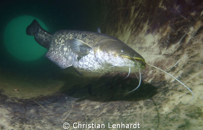 Good Morning, Catsfish! by Christian Lenhardt 