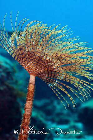 Sabella worm by Vittorio Durante 