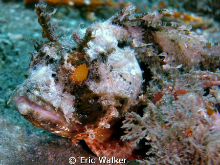 Scorpion Fish by Eric Walker 