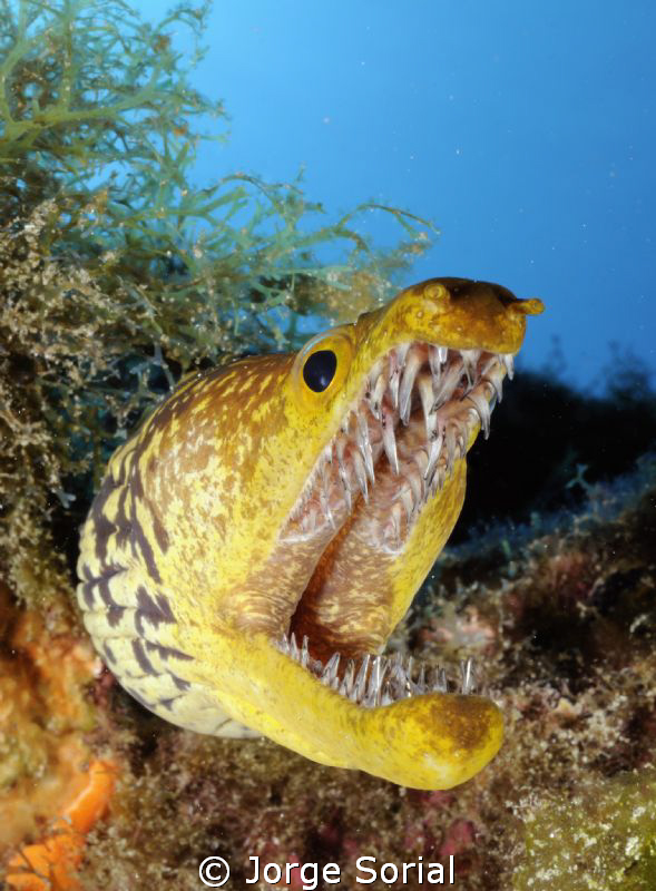 Fangtooth moray eel. Very menacing, but harmless. by Jorge Sorial 