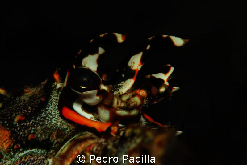Lobster
Nikon D80 with 105mm + TC   f/16 @ 1/125s ISO100 by Pedro Padilla 