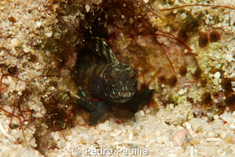 Sailfin Blenny
Nikon D80 with 105mm, one strobe.  f/22 @... by Pedro Padilla 