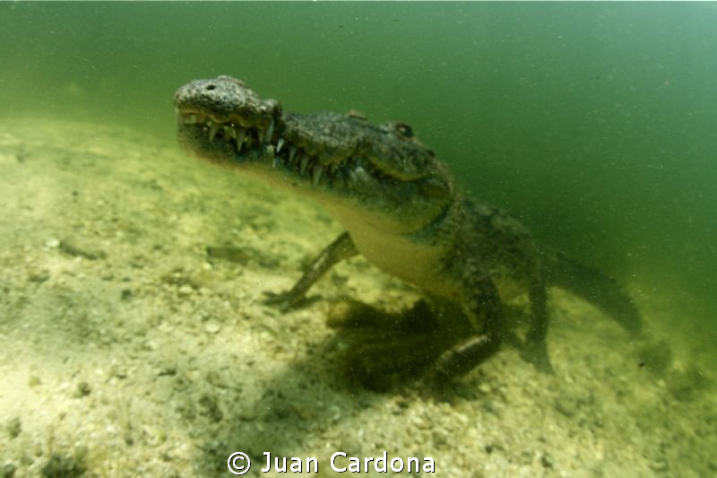 now what??????? by Juan Cardona 