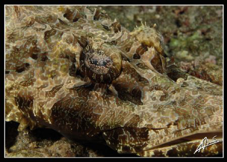 another old friend from Lembeh and Sipadan: crocodile fis... by Adriano Trapani 
