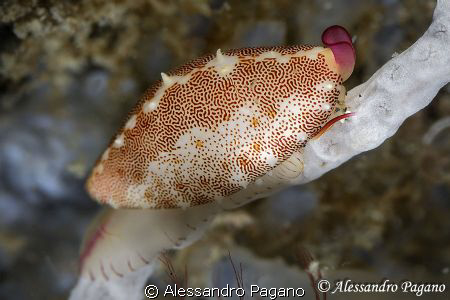 Neosimnia spelta, 12mm, Capolumini (CT), Sicily, Ionian S... by Alessandro Pagano 