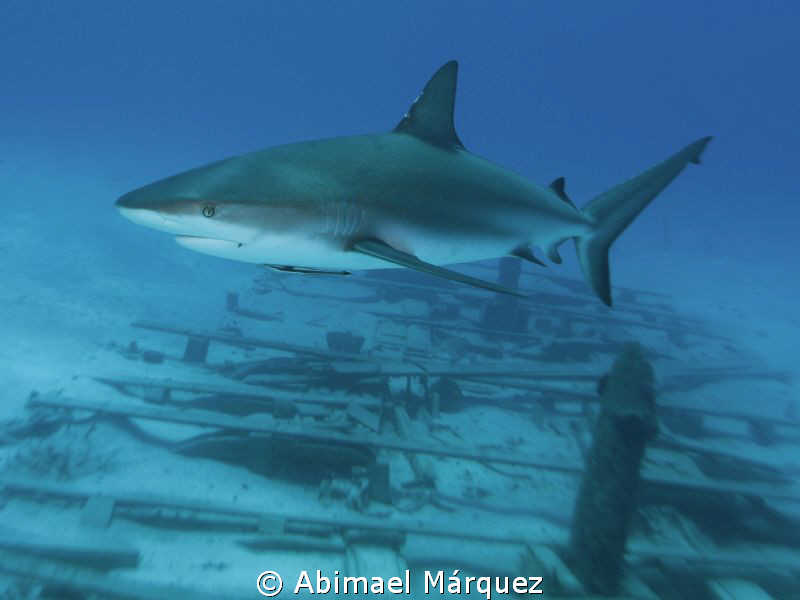 Caribbean Reef Shark by Abimael Márquez 