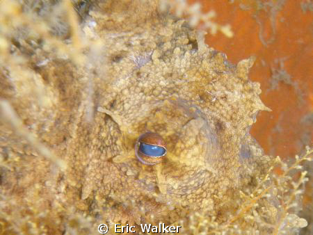 The eye of the Octopus by Eric Walker 