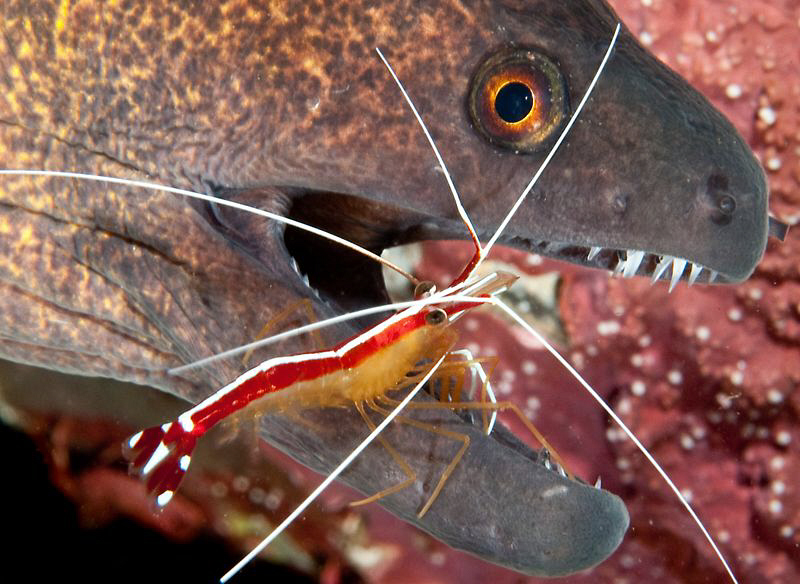 Moray eel getting some dental matters attended to. by Charles Wright 