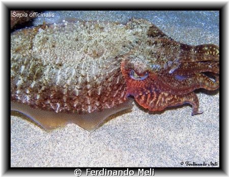 A Sepia officinalis in the Mediterranean sea. by Ferdinando Meli 