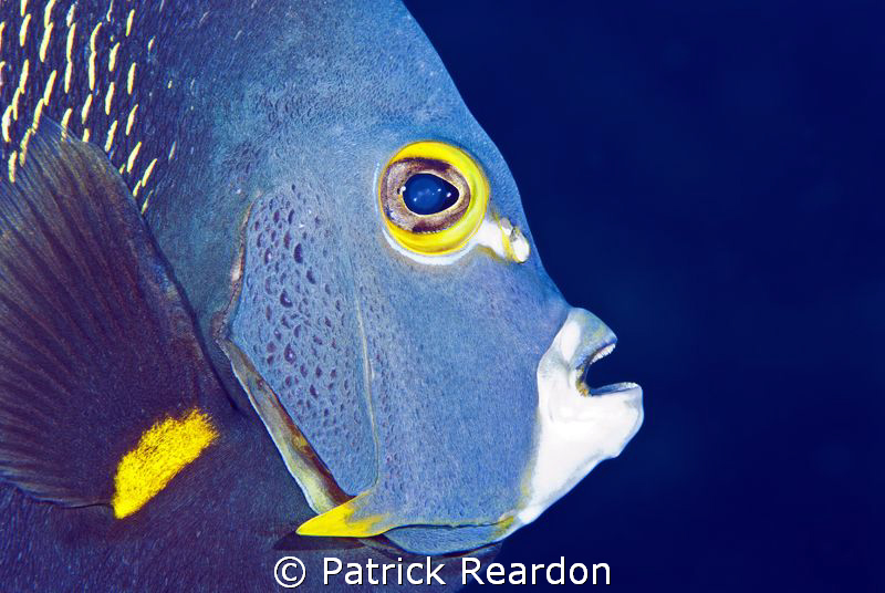 French Angelfish Portrait. by Patrick Reardon 