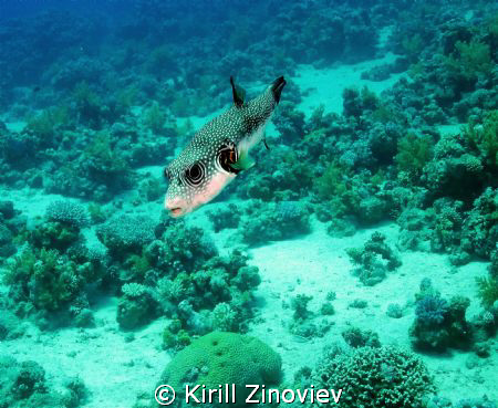 Just a nice fish :) by Kirill Zinoviev 