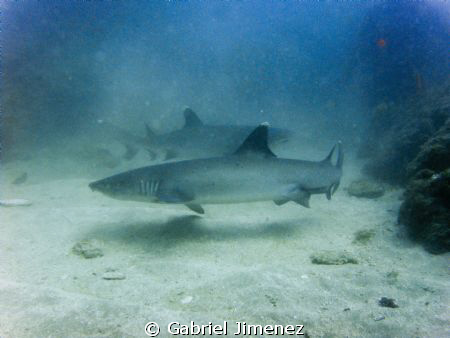 I aproached as possible as  I could to get a pic of them ... by Gabriel Jimenez 