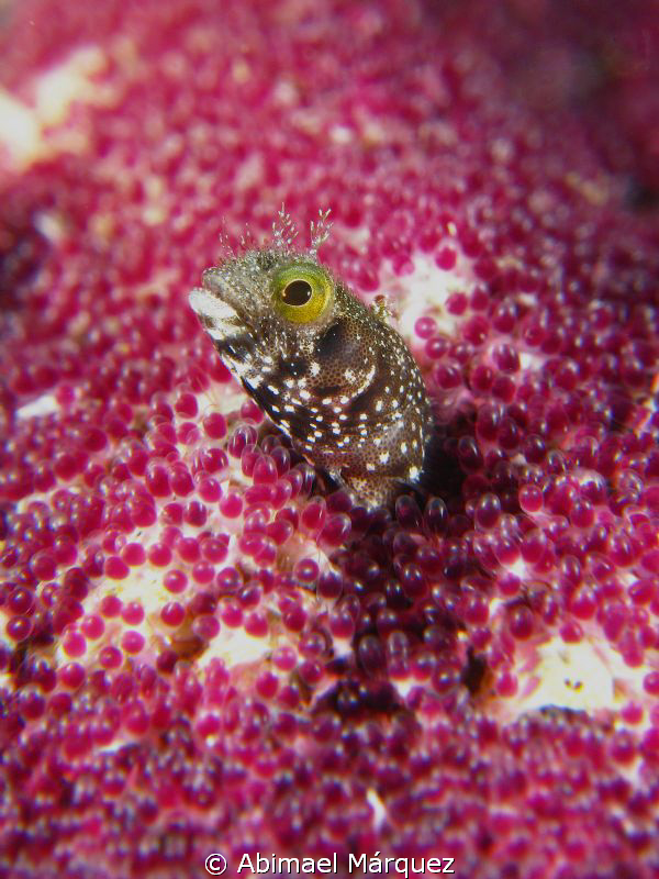 Secretary blenny, hundreds of fish eggs (Threespot Dansel... by Abimael Márquez 