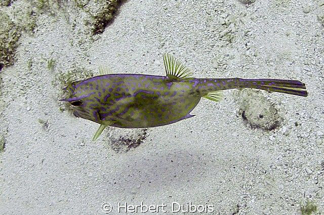 Scrawled Cowfish natural light by Herbert Dubois 