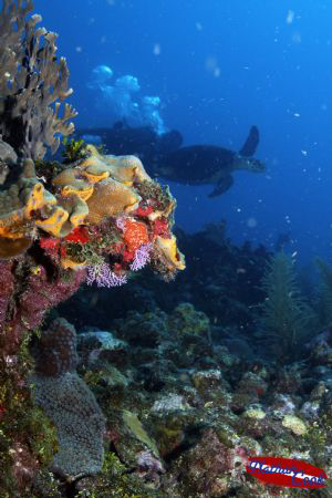 Turtle Focus.
 by Nathan Cook 
