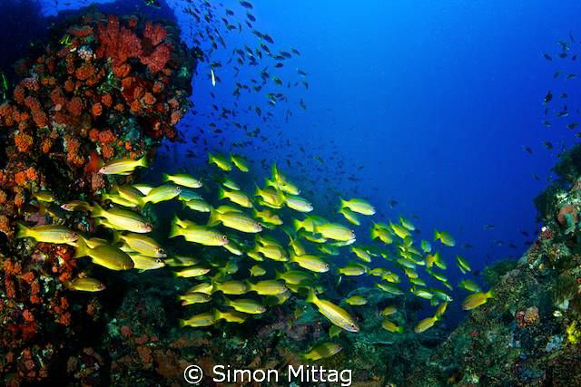 Bigeye Snapper by Simon Mittag 