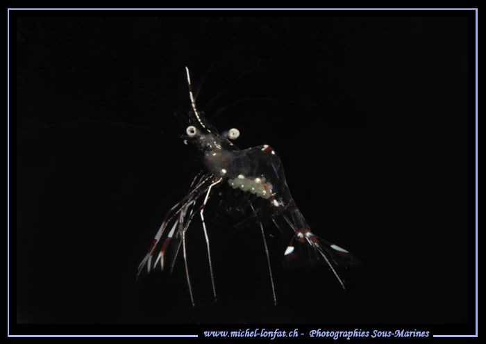 Cleaning Schrimp... Que du bonheur... :O)... by Michel Lonfat 