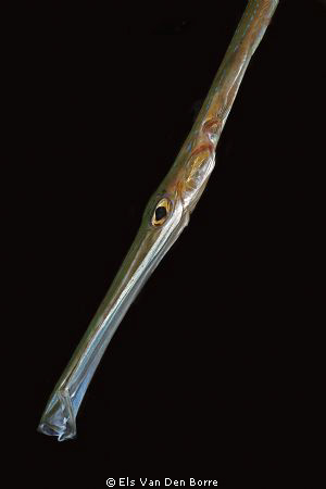 yawning trumpetfish by Els Van Den Borre 