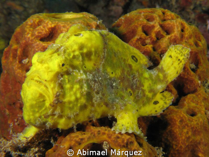 Frogfish-1 by Abimael Márquez 