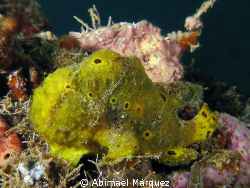 Frogfish-2 by Abimael Márquez 