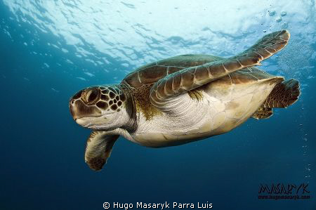 Green Turtle in Puertito de Adeje, Tenerife by Hugo Masaryk Parra Luis 