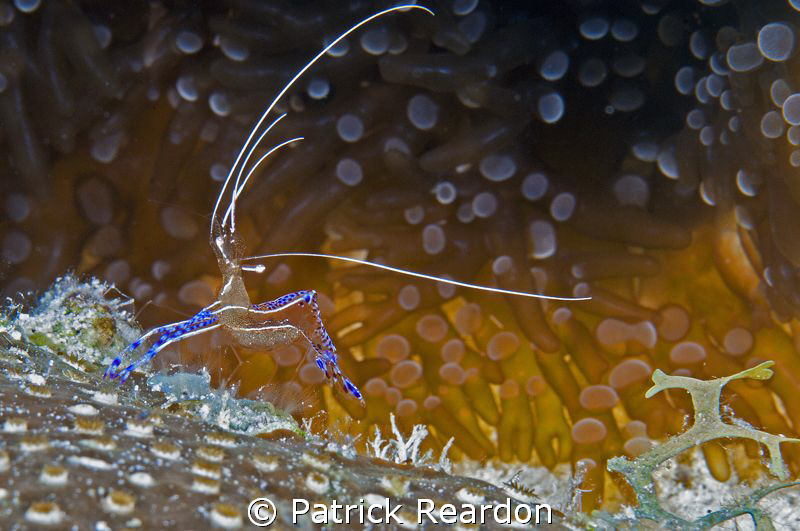 Pederson's shrimp.  Grand Cayman.  Common, but after I lo... by Patrick Reardon 