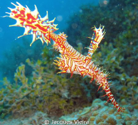 Armored Pipefish at Charly's Point by Jacques Vieira 