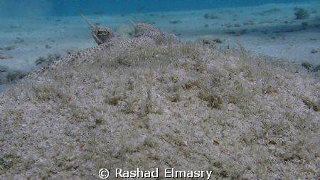 Moses sole by Rashad Elmasry 