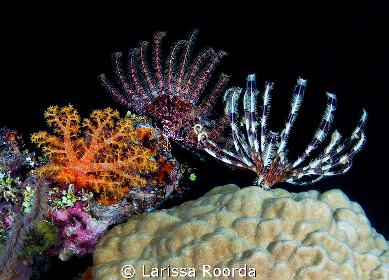 Crinoids at night. by Larissa Roorda 