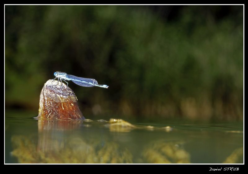 This dragonfly was resting on a stick in the middle of th... by Daniel Strub 