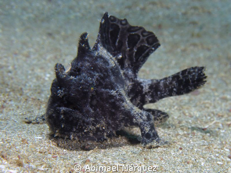 Triated Frogfish #6, I see six frogfish in one diving by Abimael Márquez 