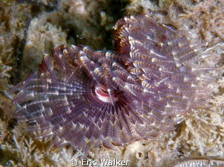 A Feather Duster by Eric Walker 