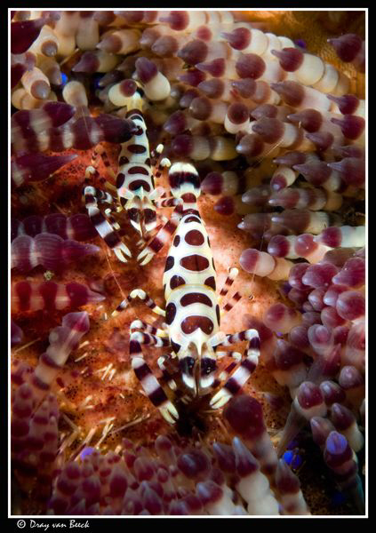 Colemann's shrimps. by Dray Van Beeck 