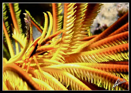 squat lobster on a long arm feather star... by Adriano Trapani 