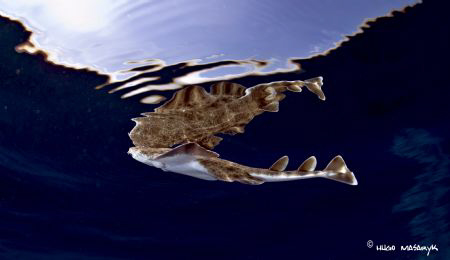 Squatina is a genus of elasmobranch selacimorfos, the onl... by Hugo Masaryk Parra Luis 