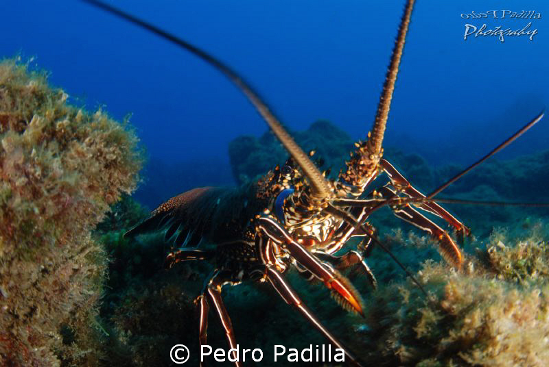 Lobster
F5.6 @ 1/30s ISO100 by Pedro Padilla 