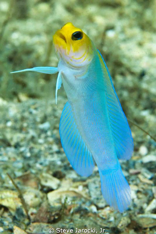 Yellow Head Jawfish at Riviera Beach Lagoon. Taken with O... by Steve Jarocki, Jr. 