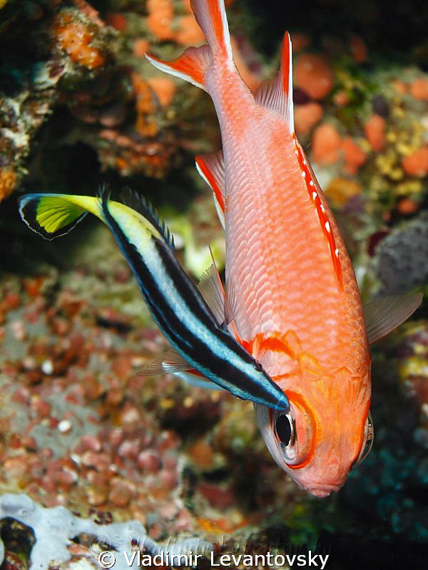 "Big eyed fish" grooming. Canon T1i in Ikelite housing wi... by Vladimir Levantovsky 