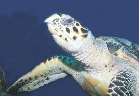 Loggerhead - Cozumel by Dale Treadway 