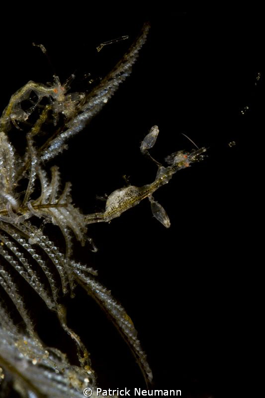 Skeleton Shrimps by Patrick Neumann 