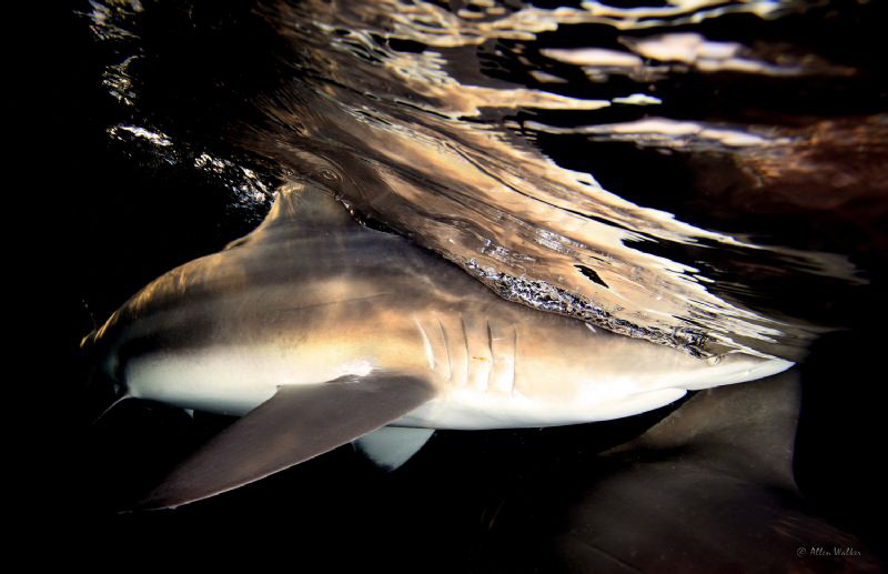 Another from the Black tips at dusk collection. by Allen Walker 