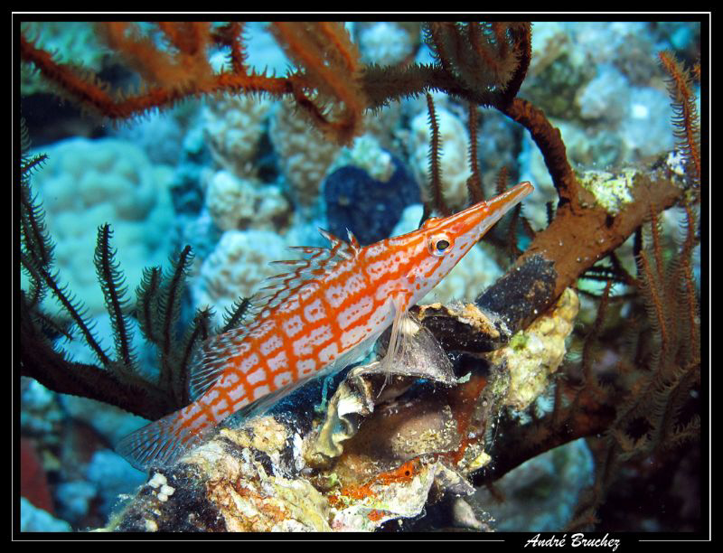 Poisson Faucon à long nez, Dahab 2010 by André Bruchez 