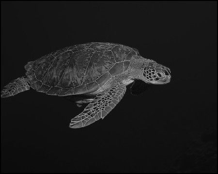 Green turtle free-swimming with her remora-friend. Grand ... by Marc Pilgrem 