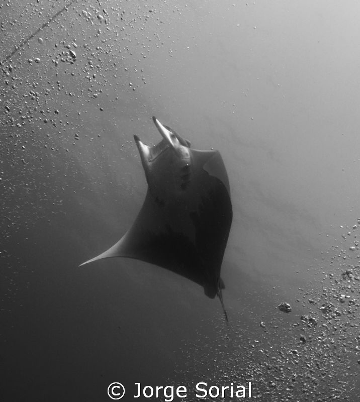 Chilean devil ray in a sandwich of bubbles. We we're look... by Jorge Sorial 
