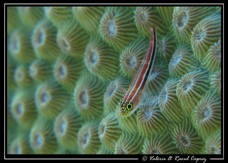 A lot of patience and my Canon G9. by Raoul Caprez 