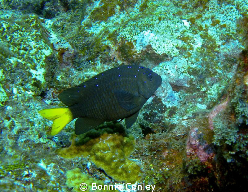 Taken August 2010 in Grand Cayman with a Canon SD 550. by Bonnie Conley 