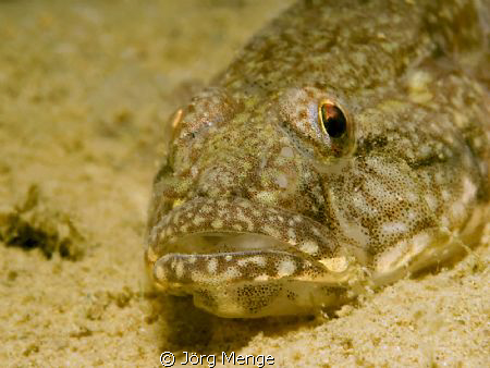 GROPPE by Jörg Menge 