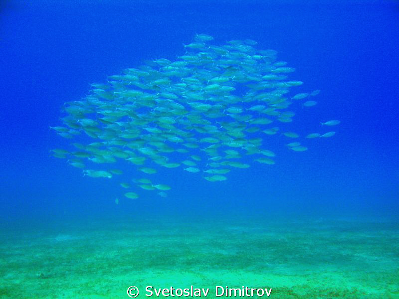The school of fishes by Svetoslav Dimitrov 